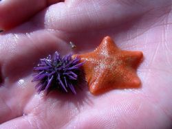 mermaidswineglass:  Tiny Bat Star and Sea