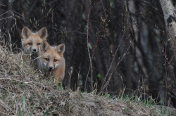 ahhlizz1:  Red Alert! by Cats 46 on Flickr. 