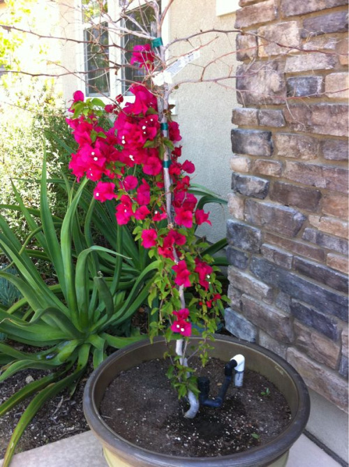 Ahhhh home sweet home… And look! My bougainvillea that died during the winter is coming back!