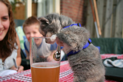 llane:  Kitten in a walking harness getting crunk.  Tumblr, our job here is done.  Goodnight. 