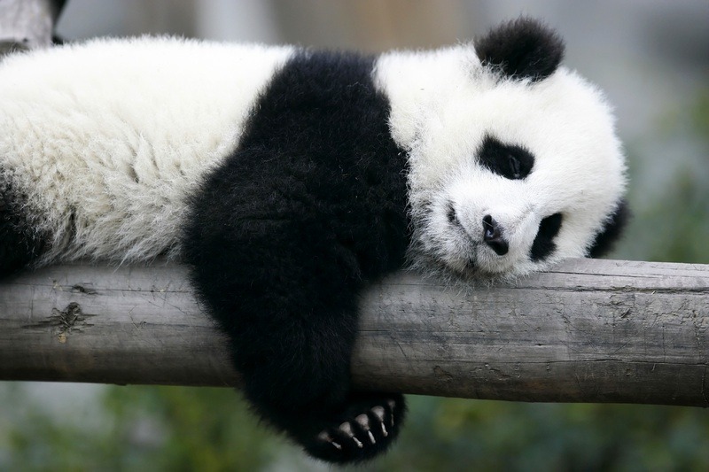 can i just have one?! so in love with these animals &lt;3