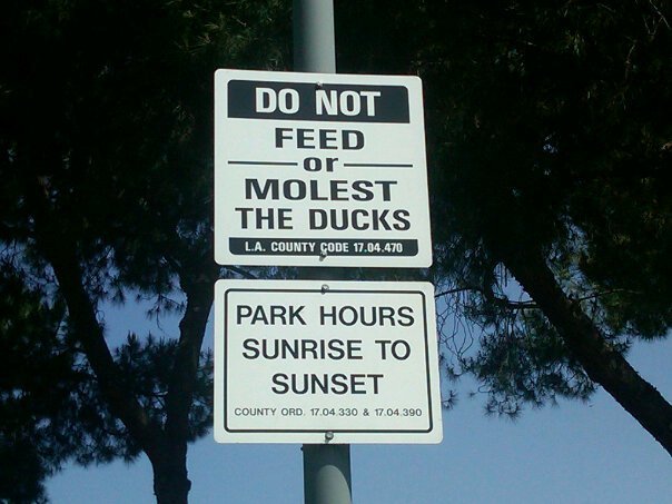 Do not feed or molest the ducks.