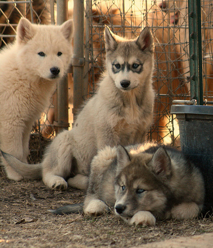 veritasmea:  they so cute!!!! 