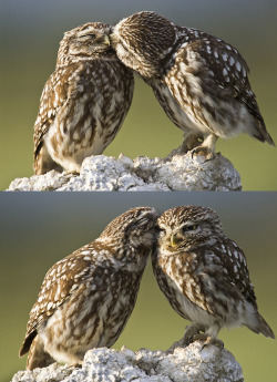  that really awkward moment when owls have a better love life than you. 