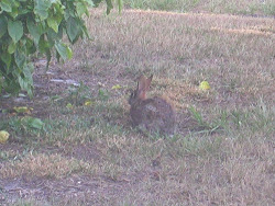 Guys look ;u; this bunny was outside in our