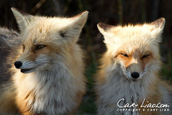 Fuckyeahfoxfriends:  Red Foxes At Island Beach State Park (By Cary Liao) 