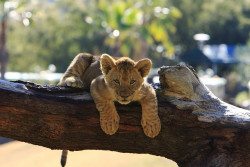 couchesinalleys:  Lions & Lion Cubs by