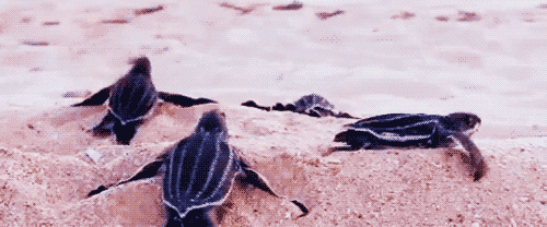 dylaneatsrainbows:  DA FUCK IS THIS SAND SHIT? 