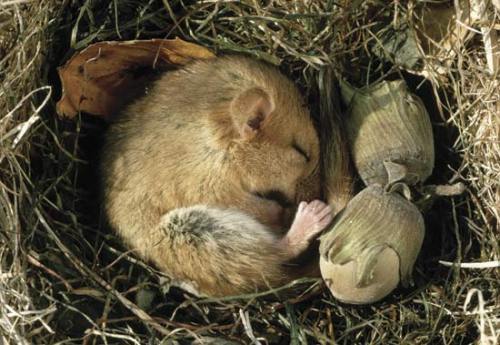 uncertaintimes:A hazel dormouse (Muscardinus avellanarius) hibernating in its nest.