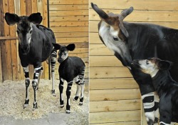 thedailywhat:  Adorable Newborn Animal of the Day: The Chicago Zoological Society recently announced the addition of a new member to the Brookfield Zoo’s okapi family. An as-yet unnamed female calf was born on April 27; mom Semliki and baby are both