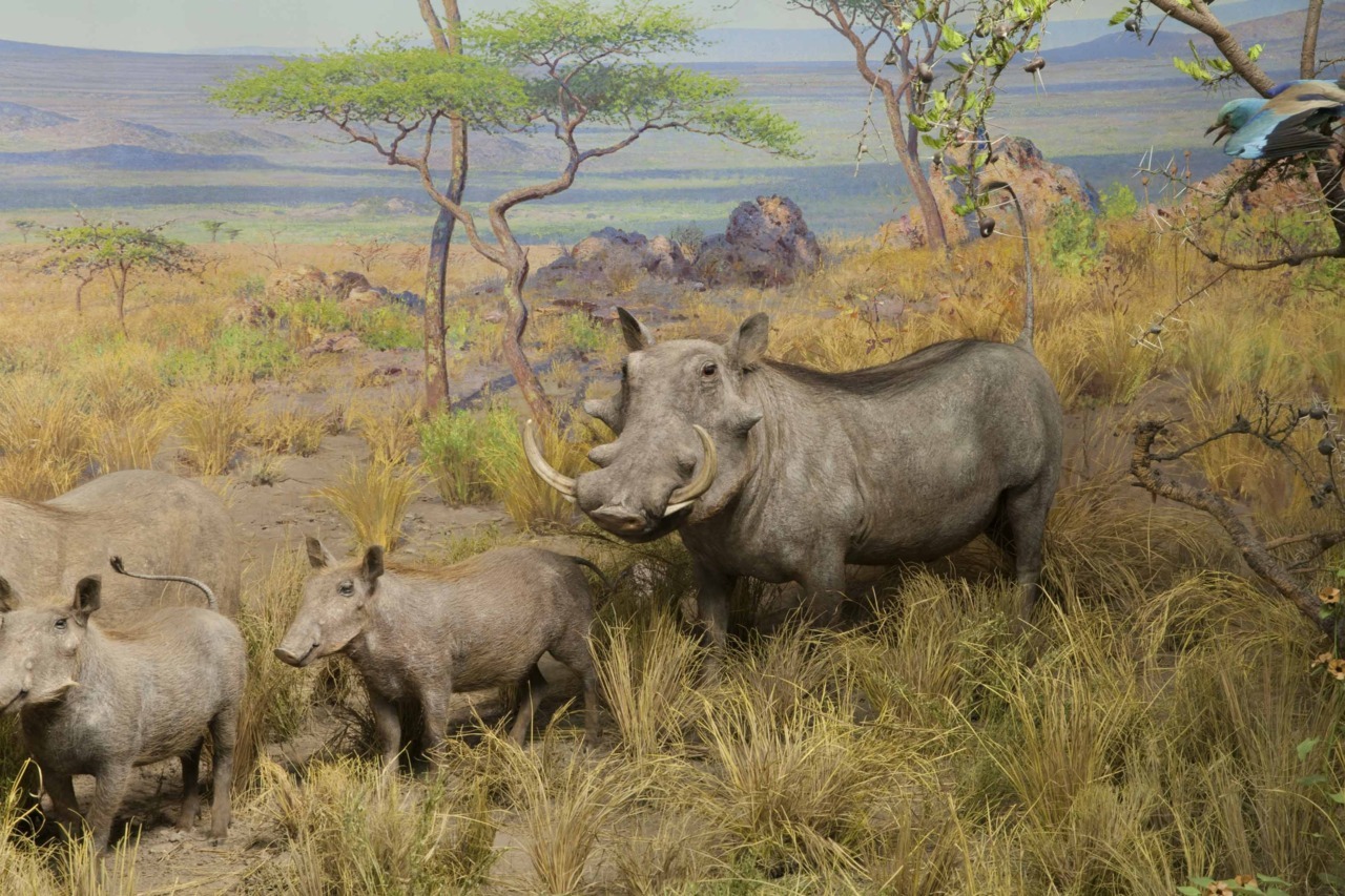 amnhnyc:
“ A close-up of the Ostrich and Wart Hog Diorama in the Akeley Hall of African Mammals, photo by Craig
”