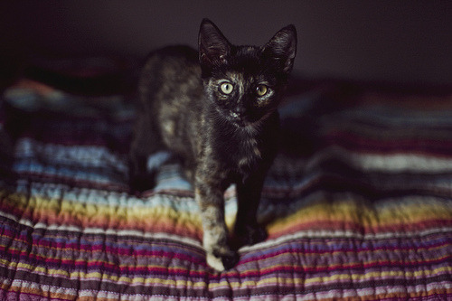 Meow. Meow. Meow.