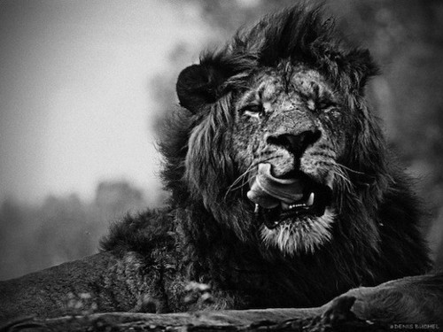 Walk Like A Cheetah.