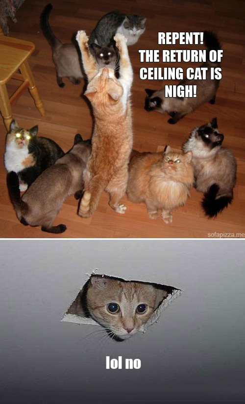 Serial Kitten