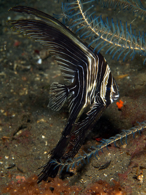 eduardo-:
“ Batavia Batfish, (Platax batavianus) juvenile.
”