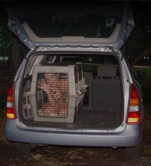 domesticated-petgirls: When traveling it is important your livestock be securely crated. 