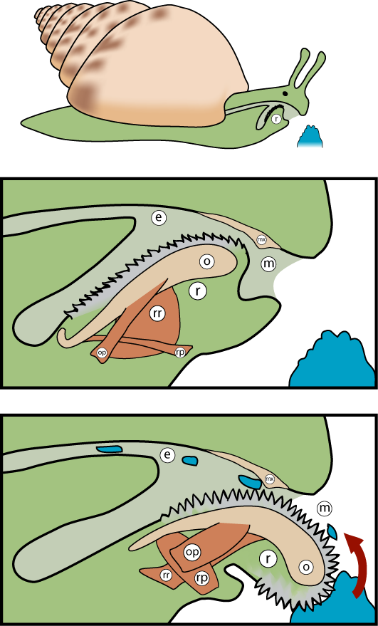 rhamphotheca:
“ Diagrammatic transverse view of the buccal cavity of a gastropod, showing the radula and how it is used.
The rest of the body of the snail is shown in green. The food is shown in blue. Muscles that control the radula are shown in...