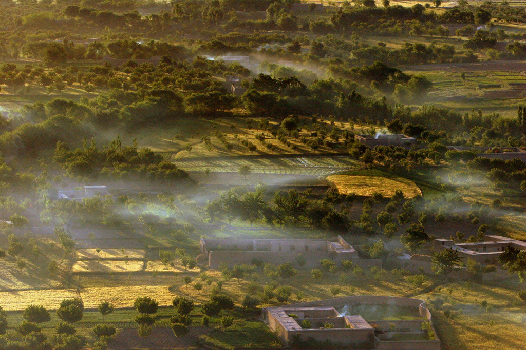 Wheat fields in Uruzgan province - Afghanistan