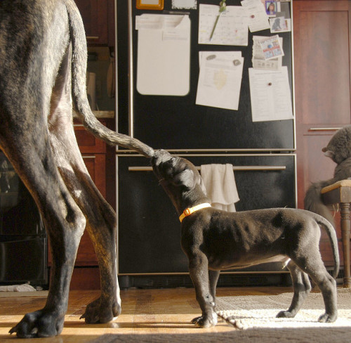 fuckyeahbigdogs:  (by FreDanePhoto) 