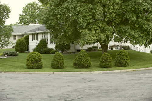 Natural Pac-Man Phenomena
My neighbor’s shrubs appear to exhibit a bit of NPMP.