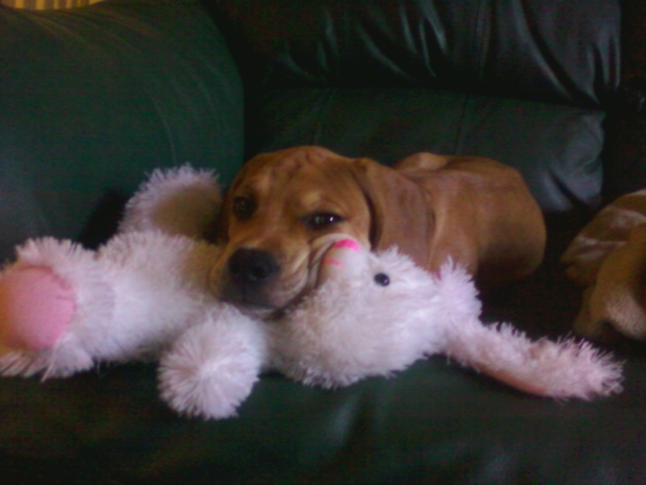 animalswithstuffedanimals: My bunny understands me Submitted by Anonymous 