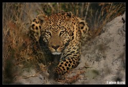 magicalnaturetour:  Stalking Leopard in the Savuti by Antonia Da Cruz :)