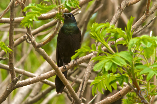 I don’t think there is anything “common” about this grackle and his evil eye…