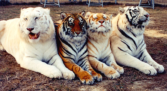 emilycoffin:  My love for tigers will never die. 
