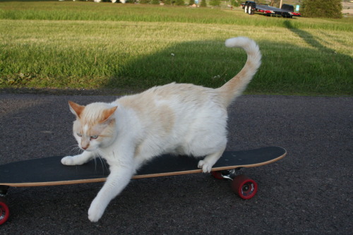 thebootydiaries:  getoutoftherecat:  get off of there cat. you cannot ride a skateboard. you are not