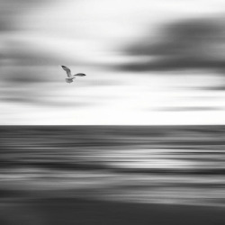 black-and-white:  la mer | by figueline