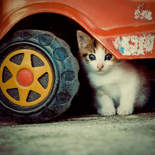 kittenskittenskittens