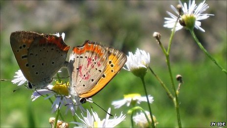 allcreatures: Butterflies close wings to avoid sexIn the fleeting existence of a female small copper