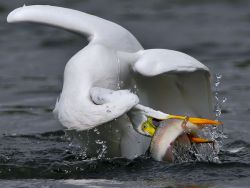 buymegoats:  Great Egret 