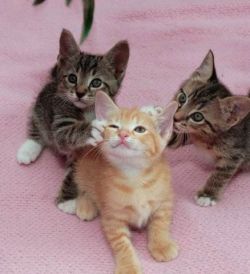 kittenskittenskittens