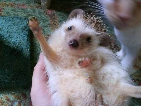 rottenmeats:  My hedgie Norman doing a little dance. Hes a meanie but a cutie. 