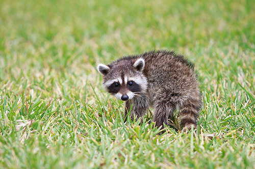 fuckyeah-cuteanimals:  Little Rascal (by jcgoforth) 