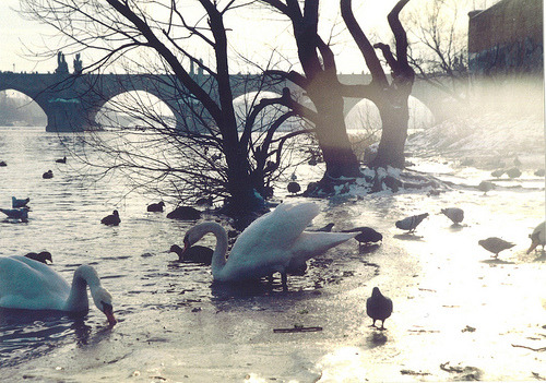 honeyandmetropolis:  swans at Vltava, in front of Charles Bridge (by mirka s.)