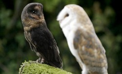 xohsoflyx:  black barn owl? i’m using her for Fala’s pet hehe she has melanism o.o the opposite of albinism! I’d never heard of it before…so I found this quite interesting. had she been born in the wild…her mother would have killed her because