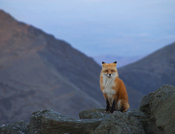 Le vulpe vulpes.