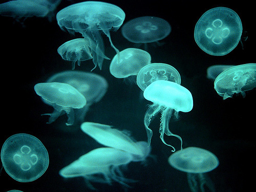 XXX kari-shma:  Drifters, Jellyfish (by flickkerphotos) photo