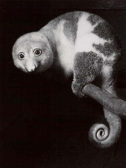 Cuscus, Taronga Park, Sydney Photo By Axel Poignant, 1954