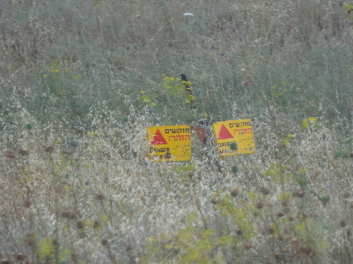 As you rise up onto the Golan Heights you begin to see these little signs along the sides of the roa