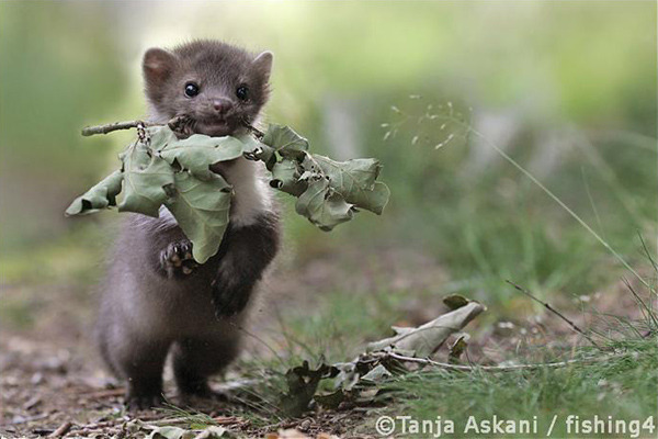 wytherwyskers:  Squee! XD 