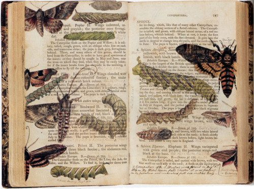 papierpapillon: forbiddenalleys:A copy of ‘Elements of the Natural History of the Animal Kingd