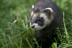 llbwwb:  Polecat (by Waylander Images) 