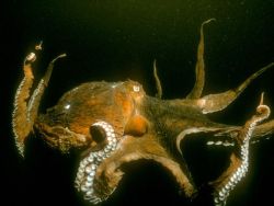 relicts:  redheadscientist:  ohscience:  Reasons why octopuses in general are really weird: some have three hearts and venomous saliva  and a hidden parrot-like beak they can change the color and texture of their skin with incredible ease and speed (they