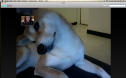 I just Skyped with my puppy. Every time I