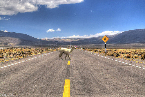 Pedestrian Alpaca | General Sánchez Cerro, Moquegua, Perú©  Fil.ippo