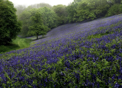 bewitchingbritain:    Forest of bluebells