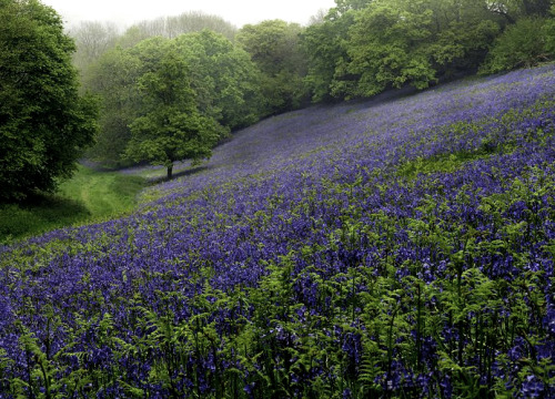 Porn bewitchingbritain:    Forest of bluebells photos